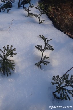 Winter plants